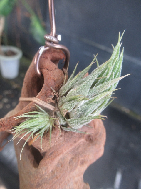 ＫＮ　１円！　ブラジル山採り！　ティランジア　スプレンゲリアナ（TILLANDSIA SPRENGELIANA）　　　0.8Ｍ以下_画像1