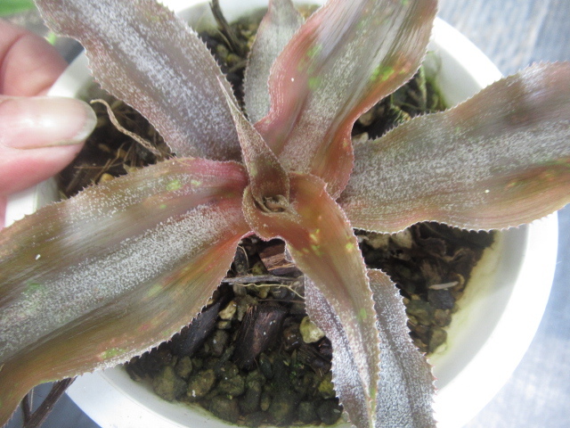 ＫＮ　クリプタンサス　‘スティーブン　ホッピン‘（CRYPTANTHUS hybrid `STEPHEN HOPPIN`）　　　0.8Ｍ以下_画像7