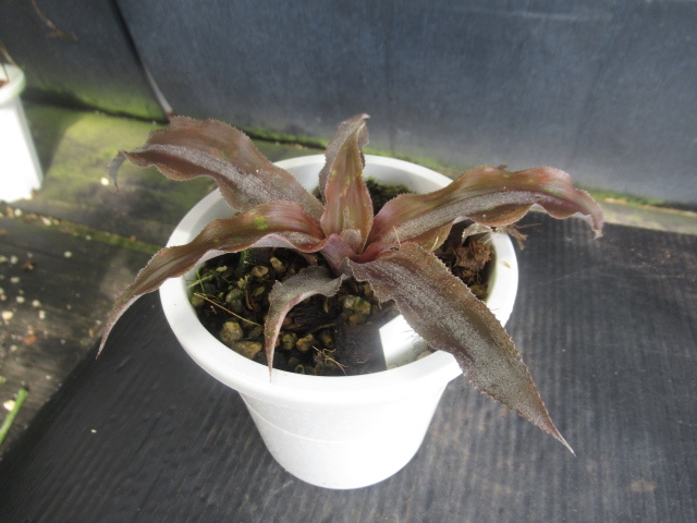 ＫＮ　クリプタンサス　‘スティーブン　ホッピン‘（CRYPTANTHUS hybrid `STEPHEN HOPPIN`）　　　0.8Ｍ以下_画像3