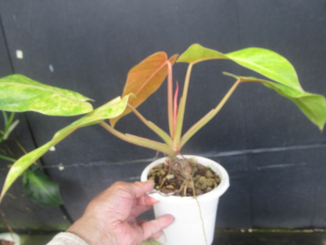 ＫＮ　１円！　フィロデンドロン　ハイブリッド　‘カルキンスゴールド‘（PHILODENDRON hybrid `CALKINS GOLD`）　　0.8Ｍ以下_画像6