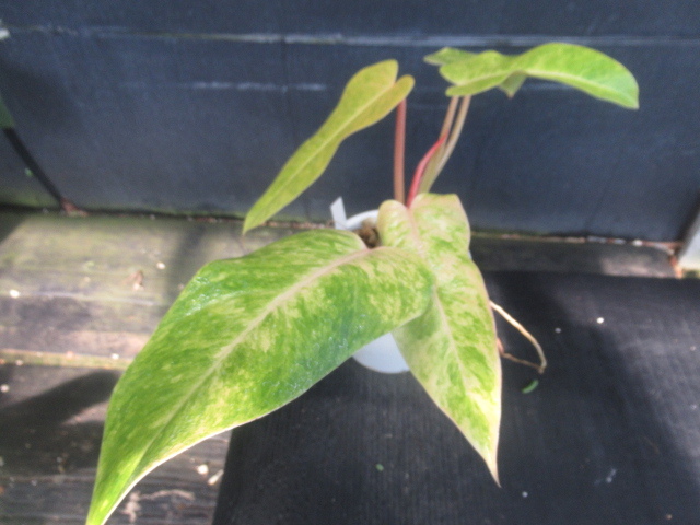 ＫＮ　１円！　フィロデンドロン　ハイブリッド　‘カルキンスゴールド‘（PHILODENDRON hybrid `CALKINS GOLD`）　　0.8Ｍ以下_画像4