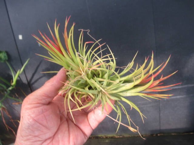 ＫＮ　１円！　ティランジア　イオナンタ　‘ルブラ‘（TILLANDSIA IONANTHA `RUBRA`）　　　0.8Ｍ以下_画像1