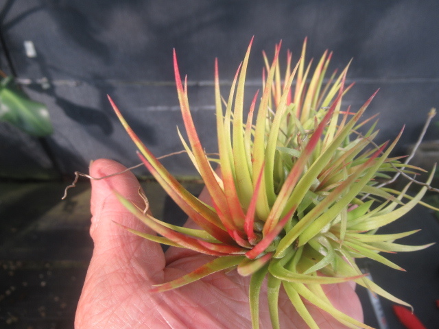 ＫＮ　１円！　ティランジア　イオナンタ　‘ルブラ‘（TILLANDSIA IONANTHA `RUBRA`）　　　0.8Ｍ以下_画像3