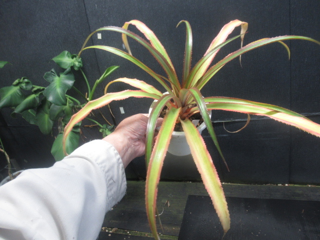 ＫＮ　アナナス　コモサス　‘エイリアン　ヘッド‘（ANANAS COMOSUS `ALIEN HEAD`）　　1.2Ｍ以下_画像3