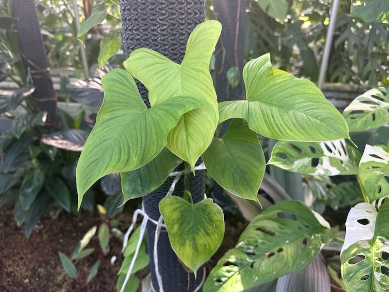 ＫＮ　フィロデンドロン　フィブラエカタフィラム（PHILODENDRON FIBRAECATAPHYLLUM）　３鉢出品　　　　0.8Ｍ以下_写真１は参考・・・