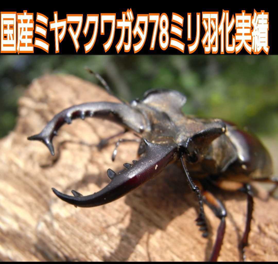 40gを超える国産カブト幼虫がゴロゴロでてきたオオヒラタケ菌床自然発酵カブトムシマット☆天然の有効菌のみで仕上がったバクテリアマット_画像10