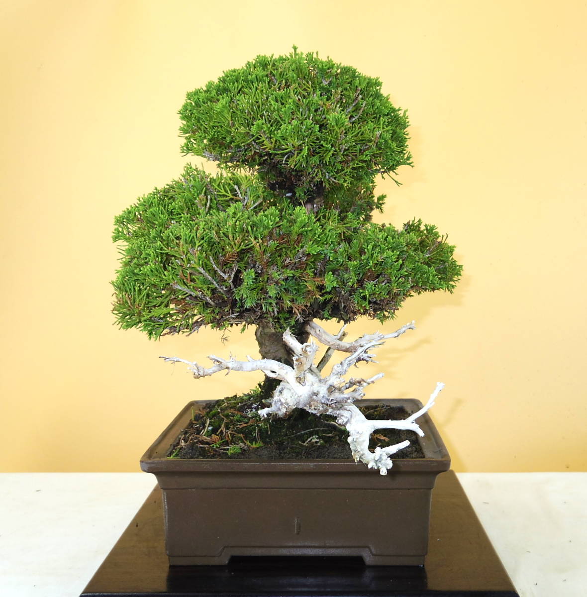 [ bonsai shop Yamato ] genuine Kashiwa middle goods bonsai who comes to take warm welcome our company delivery . possible ( Japanese black pin . pine . leaf pine Rhododendron indicum zelkova maple thread fish river genuine Kashiwa )912