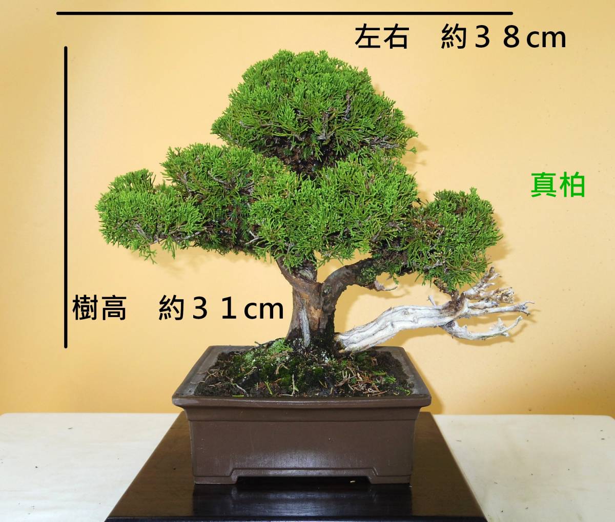 [ bonsai shop Yamato ] genuine Kashiwa middle goods bonsai who comes to take warm welcome our company delivery . possible ( Japanese black pin . pine . leaf pine Rhododendron indicum zelkova maple thread fish river genuine Kashiwa )912