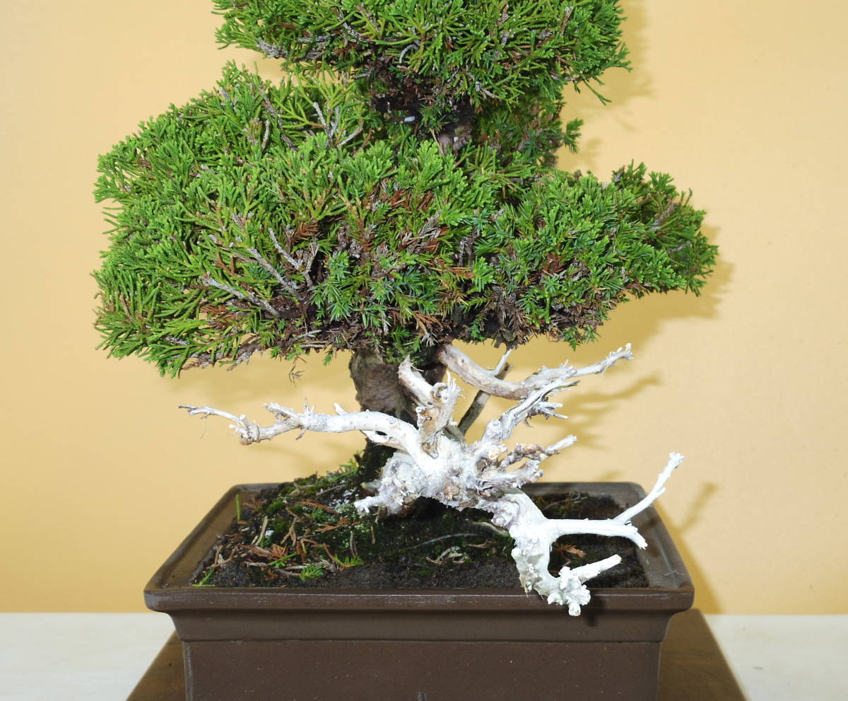 [ bonsai shop Yamato ] genuine Kashiwa middle goods bonsai who comes to take warm welcome our company delivery . possible ( Japanese black pin . pine . leaf pine Rhododendron indicum zelkova maple thread fish river genuine Kashiwa )912