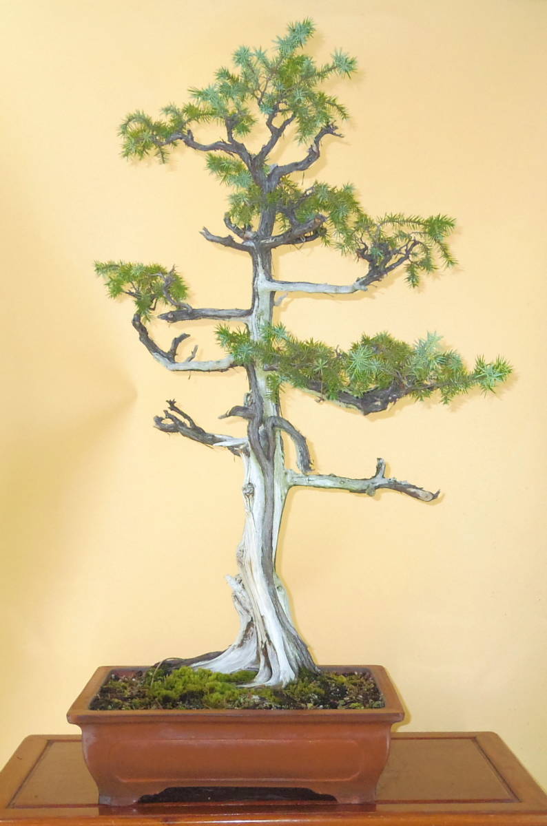 盆栽屋大和】杜松 大品盆栽 ジン シャリ 取りに来れる方大歓迎 自社