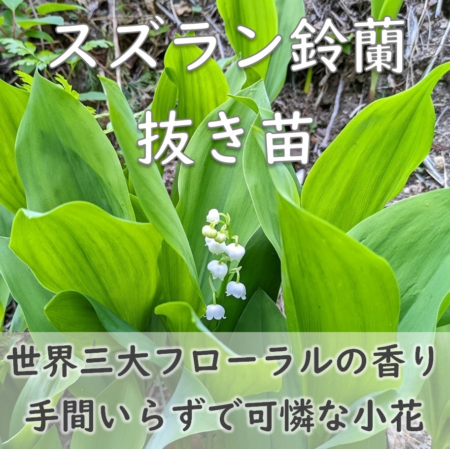 送料無料◆すずらんの根付き苗 3株(3芽) 抜き苗 スズラン 世界三大フローラルの香り 鈴欄 耐寒性◎ 耐陰性 園芸 ガーデニング_画像1