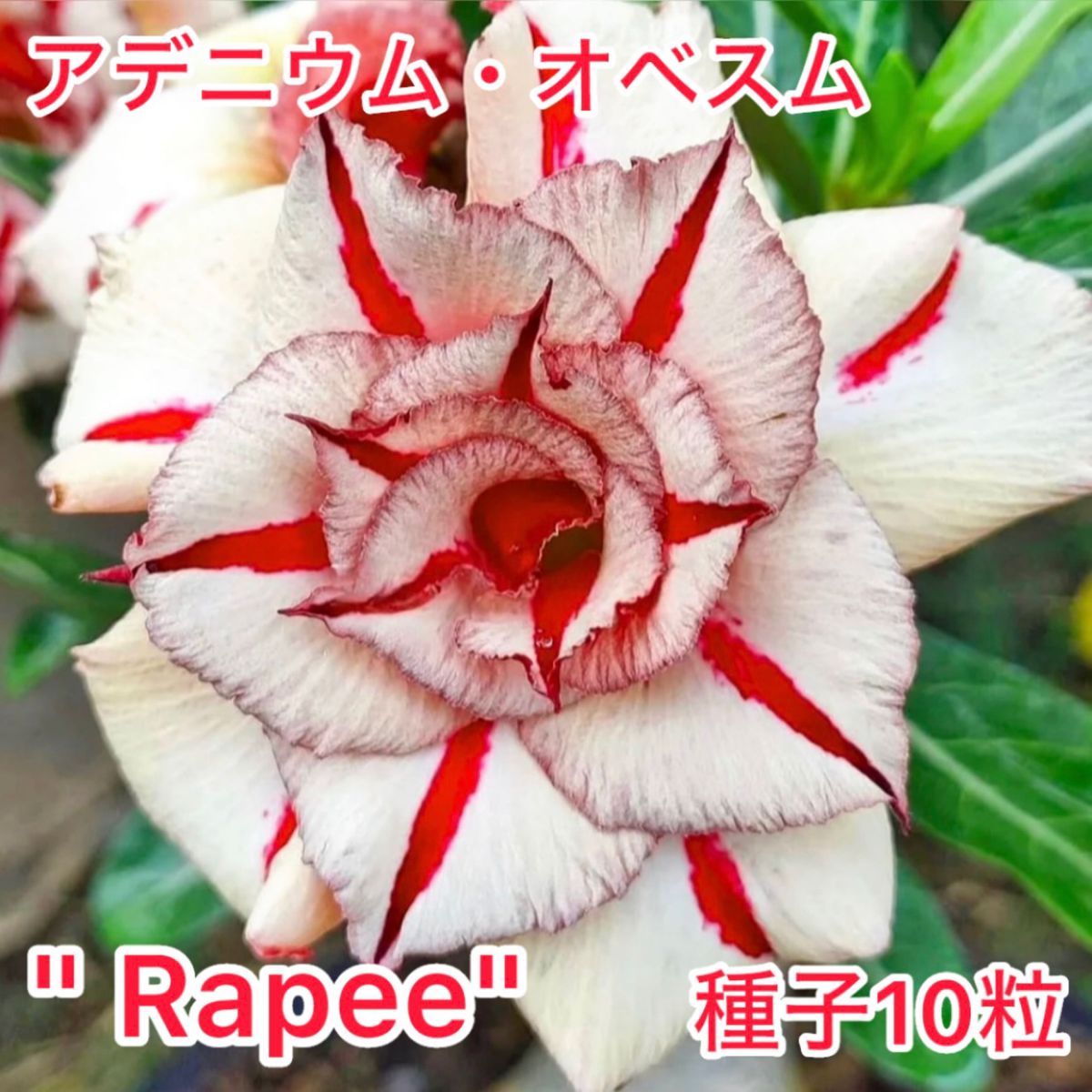 アデニウム・オベスム "Rapee" 種子10粒