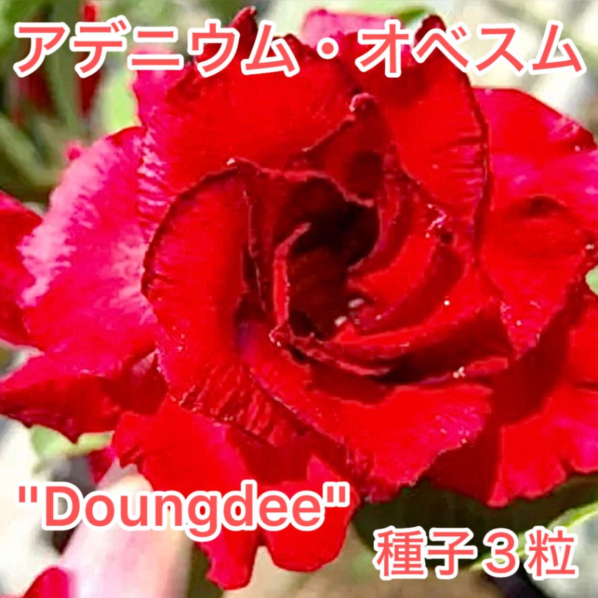 アデニウム・オベスム "Doungdee" 種子3粒