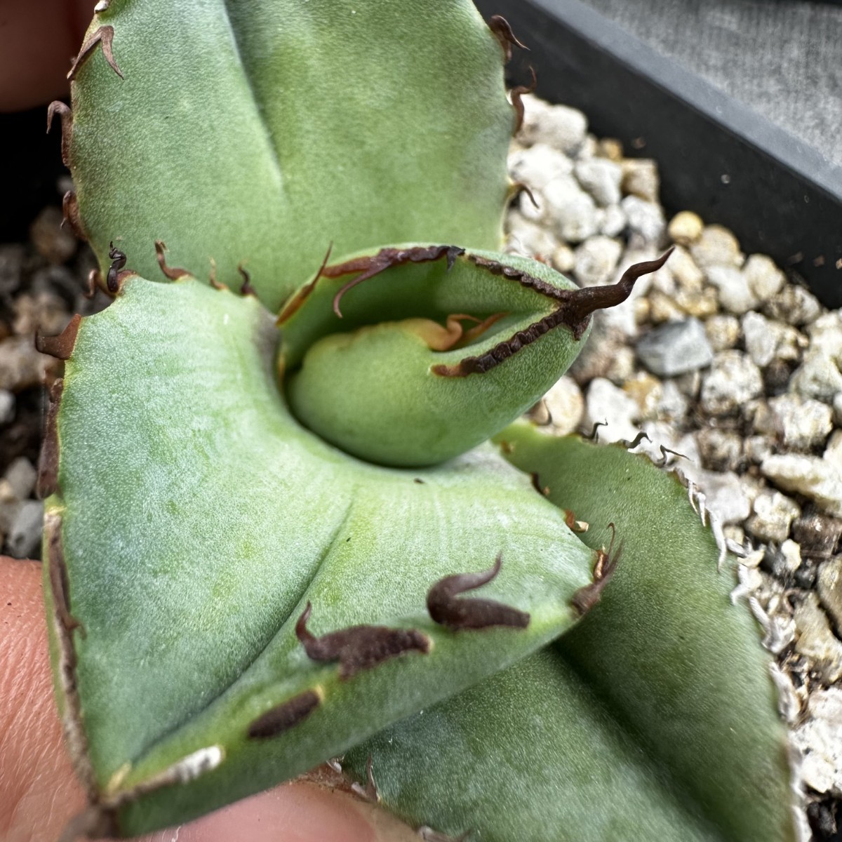 B16 【パンダ園芸】アガベ チタノタ ジャガーノート 純血 / Agave titanota 'Juggernaut' pure blood 発根済み _画像10