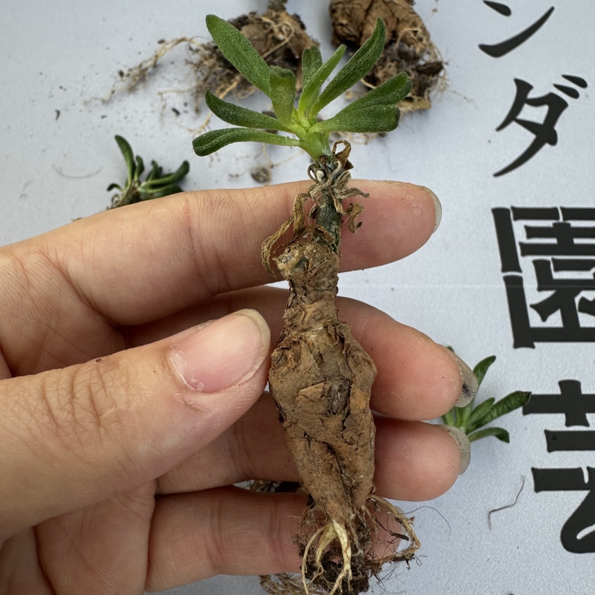 K53 【パンダ園芸】Tylecodon sulphureus (Pofadder, RSA)/チレコドン スルフレウス//多肉植物5株_画像7