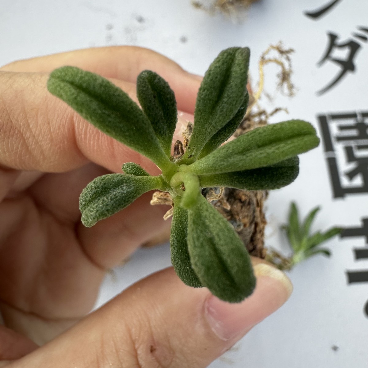 K53 【パンダ園芸】Tylecodon sulphureus (Pofadder, RSA)/チレコドン スルフレウス//多肉植物5株_画像8