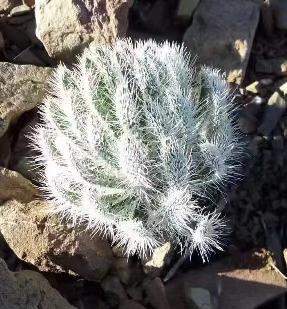 F30 【パンダ園芸】ゲチリス セト一サ（Gethyllis setosa） 3株 _画像1