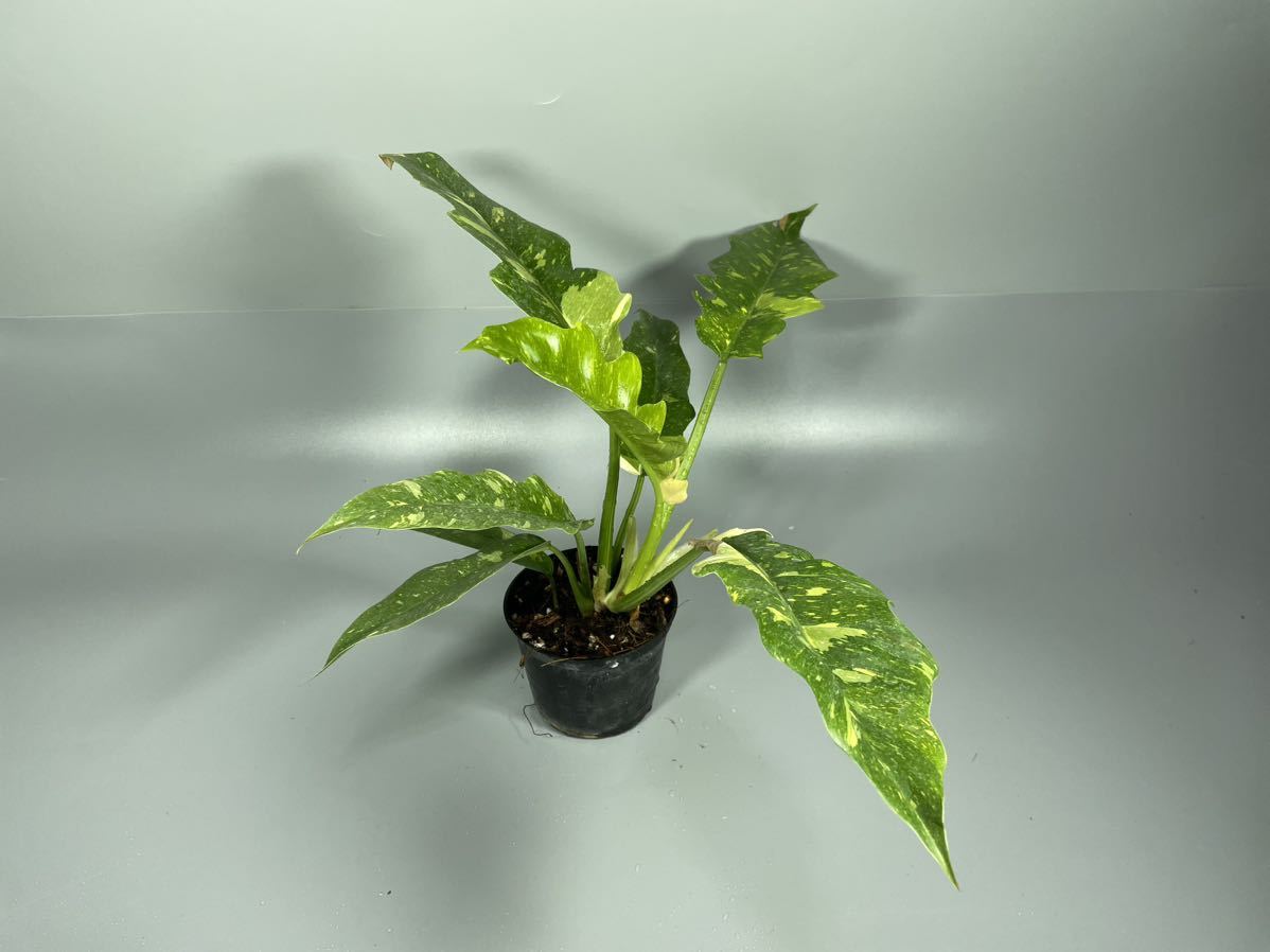 SALE!! 「111」Philodendron Rig of Fire フィロデンドロンリングオブファイア　　斑入り_画像6