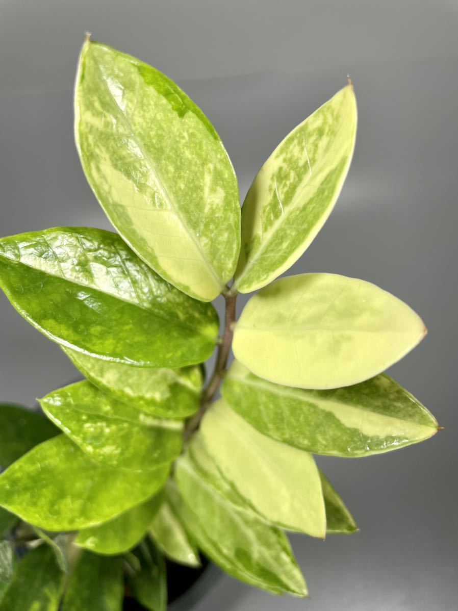 「911」ザミオクルカス ザミーフォリア 斑入りZZ plant Variegated (Zamioculcas Zamiifolia) 観葉植物_画像2