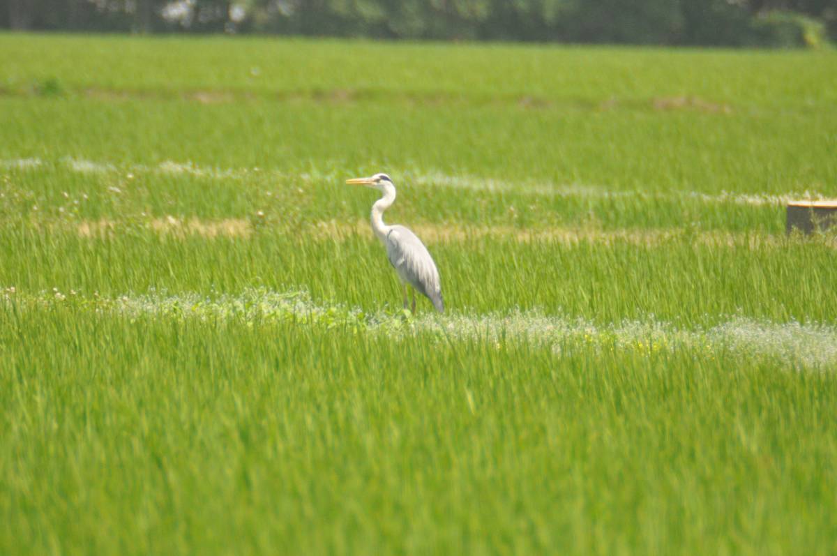 SIGMA APO 170-500mm 1:5-6.3D NikonFマウント オートフォーカス フルサイズ対応_画像10