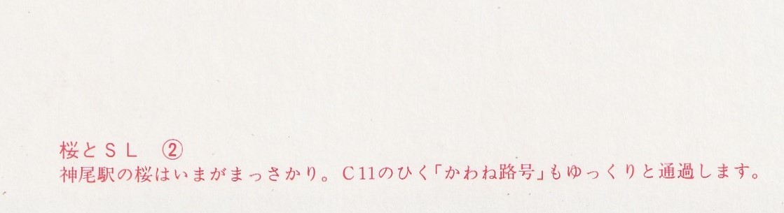 ☆◎ 大鉄 【大井川鉄道】時代◎【桜とSL】『C11』かわね路号◇絵葉書◇静岡県◇鉄道◇蒸気機関車◇_画像6