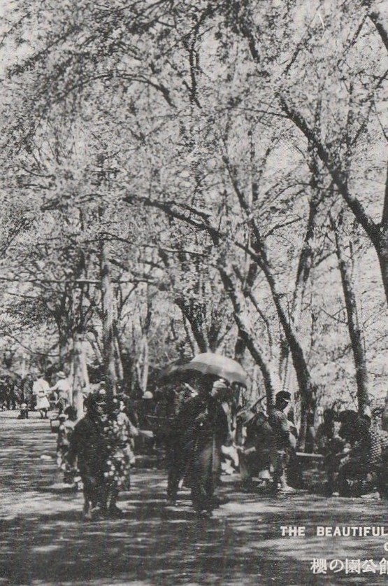 ☆◎ 函 館 ◎【函 館公園】桜の季節　◇戦前絵葉書◇北海道◇街並◇_画像4