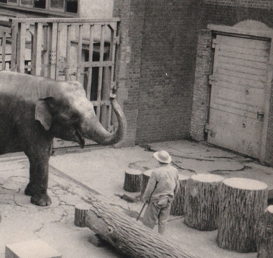 ☆◎上野 ◎【上野動物園】ゾウ◇絵葉書◇東京◇_画像4