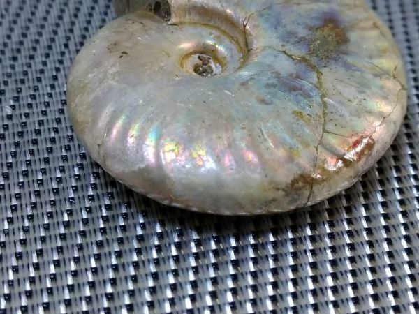  Anne mo Night Anne mo light opal . fossil approximately 60g beautiful goods 