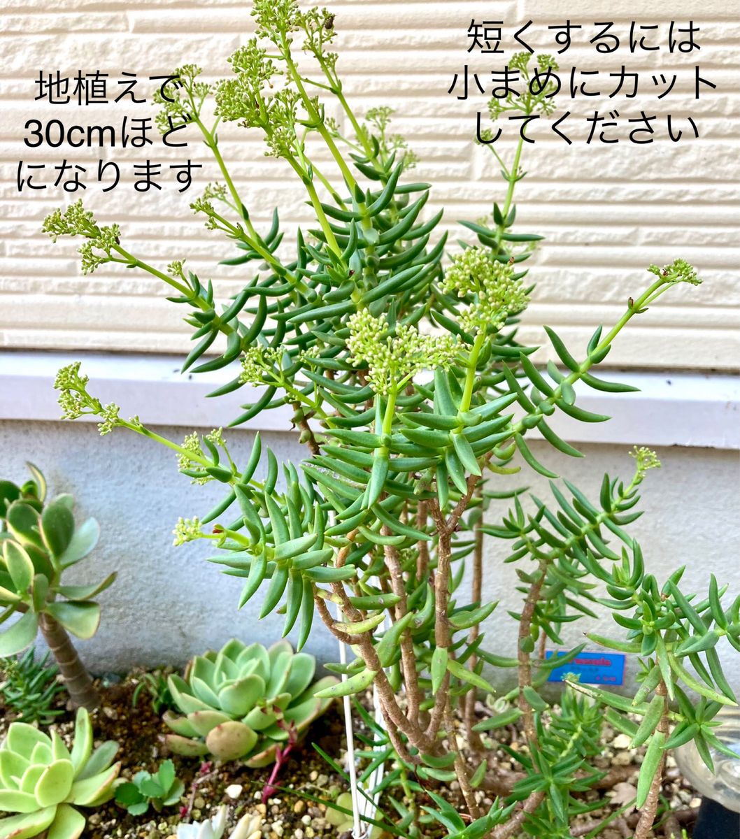 多肉植物　クラッスラ　テトラゴナ　寄植え　5本セット (小なら10本セット)　抜き苗　根付き苗