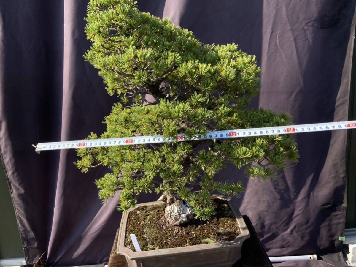 五葉松 五葉松盆栽 瑞光 八房 葉性抜群 五葉松 五葉松盆栽 瑞光 八房 葉性抜群