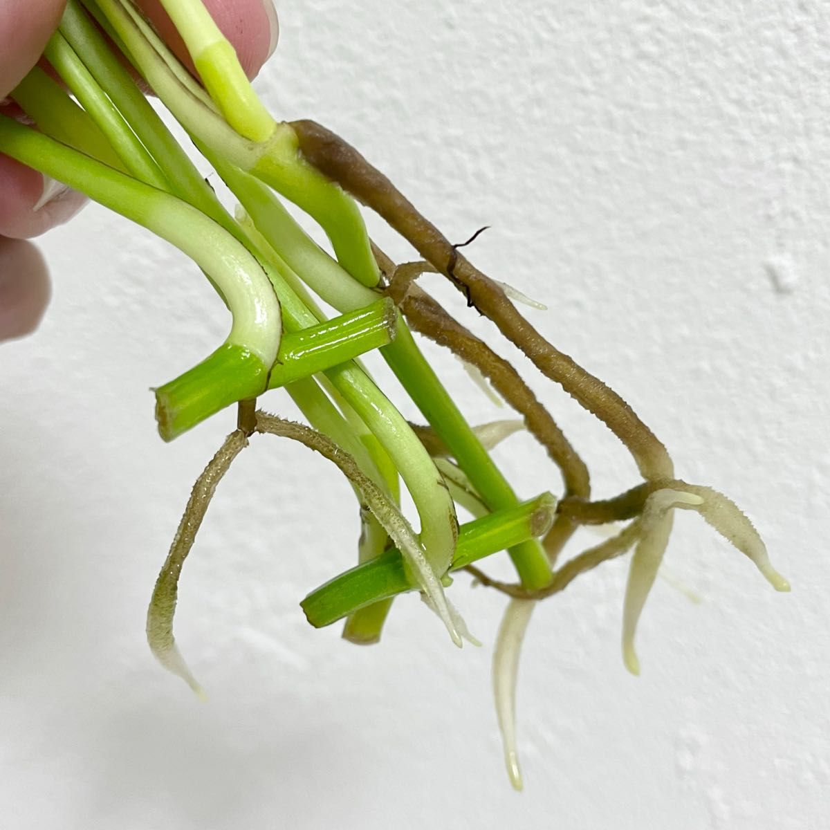 ⭐️専用⭐️観葉植物 斑入りオカメヅタ 新芽カット苗 5本 挿し穂 ガーデニング ⭐️専用⭐️観葉植物 斑入りオカメヅタ 新芽カット苗 5本 挿し