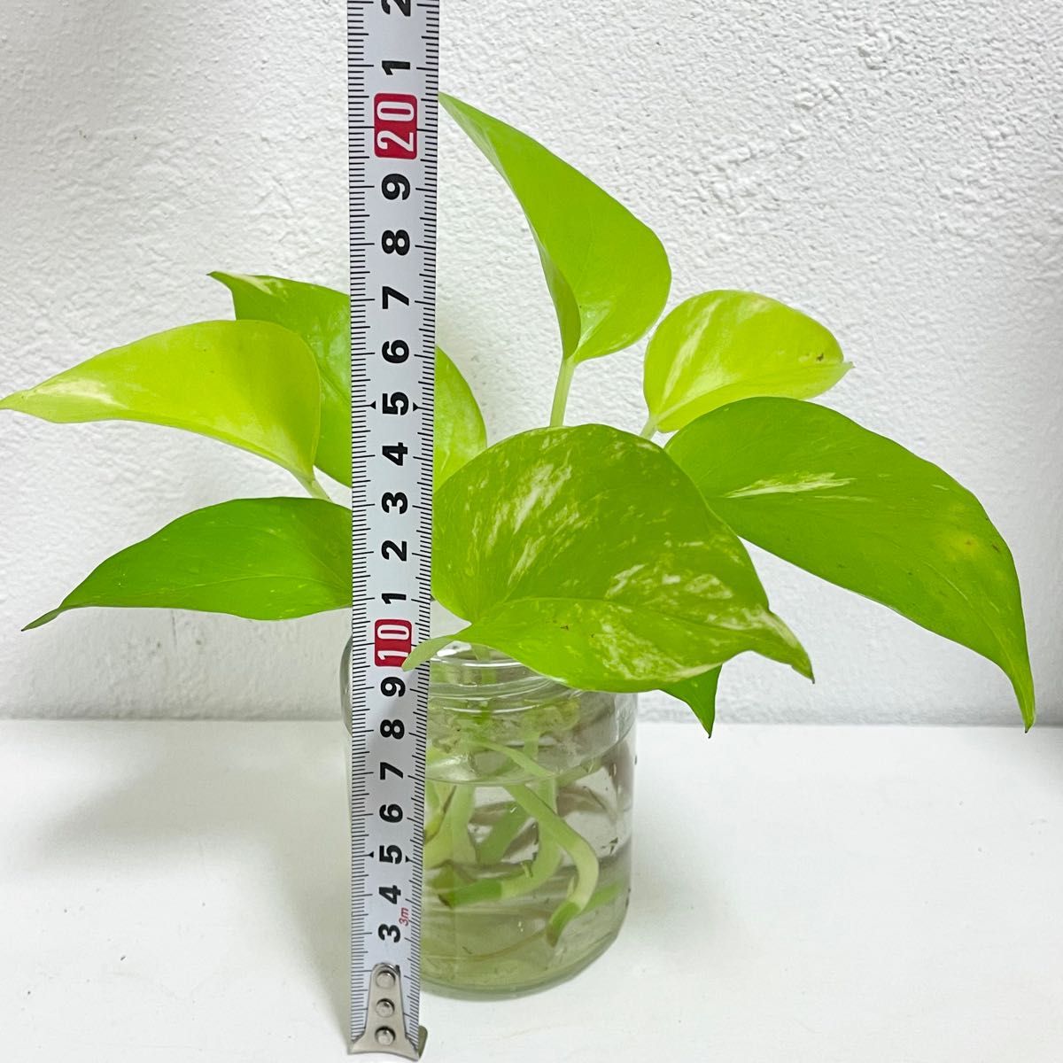 ポトス ライム カット苗 挿し穂 抜き苗 斑入り 観葉植物｜Yahoo