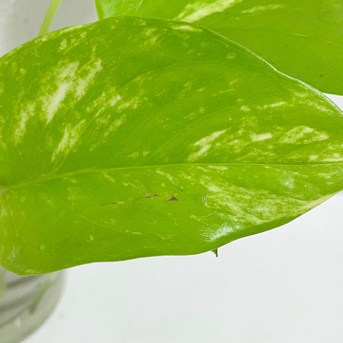 ポトス ライム カット苗 挿し穂 抜き苗 斑入り 観葉植物｜Yahoo