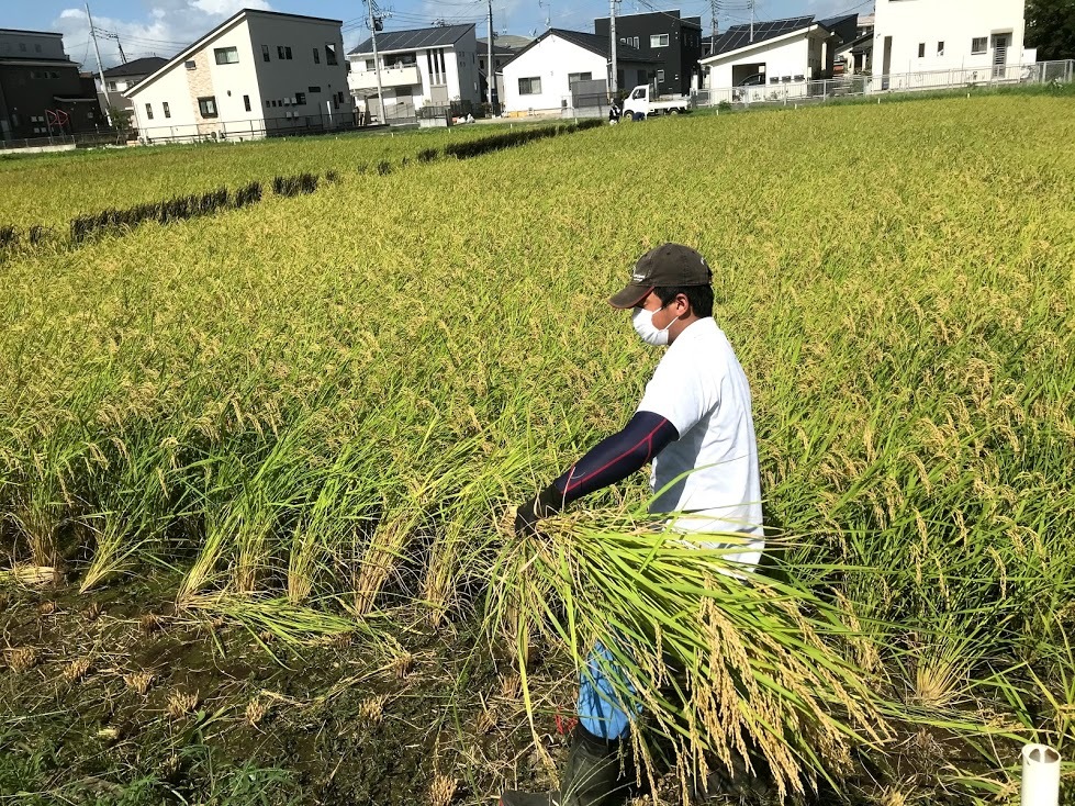 農業学校の学生と作ったミルキークイーン10kg玄米　令和5年産_画像5