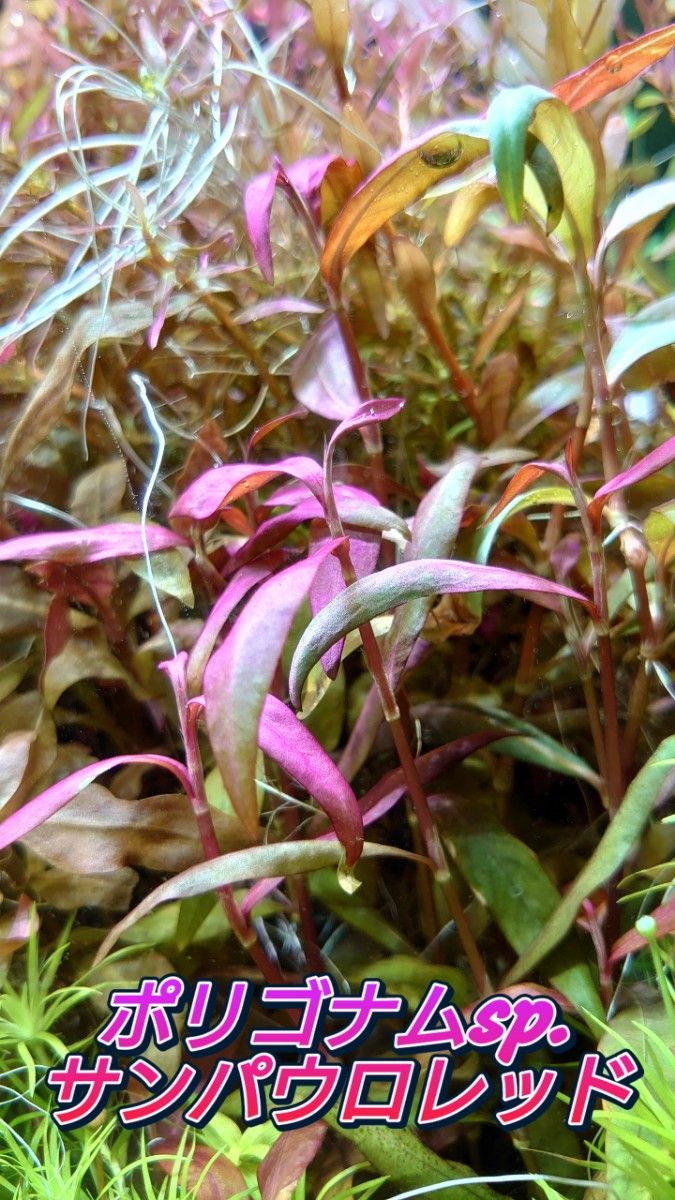 ポリゴナム サンパウロレッド 水中葉~水上葉 10~20cm前後 2本 - 水草