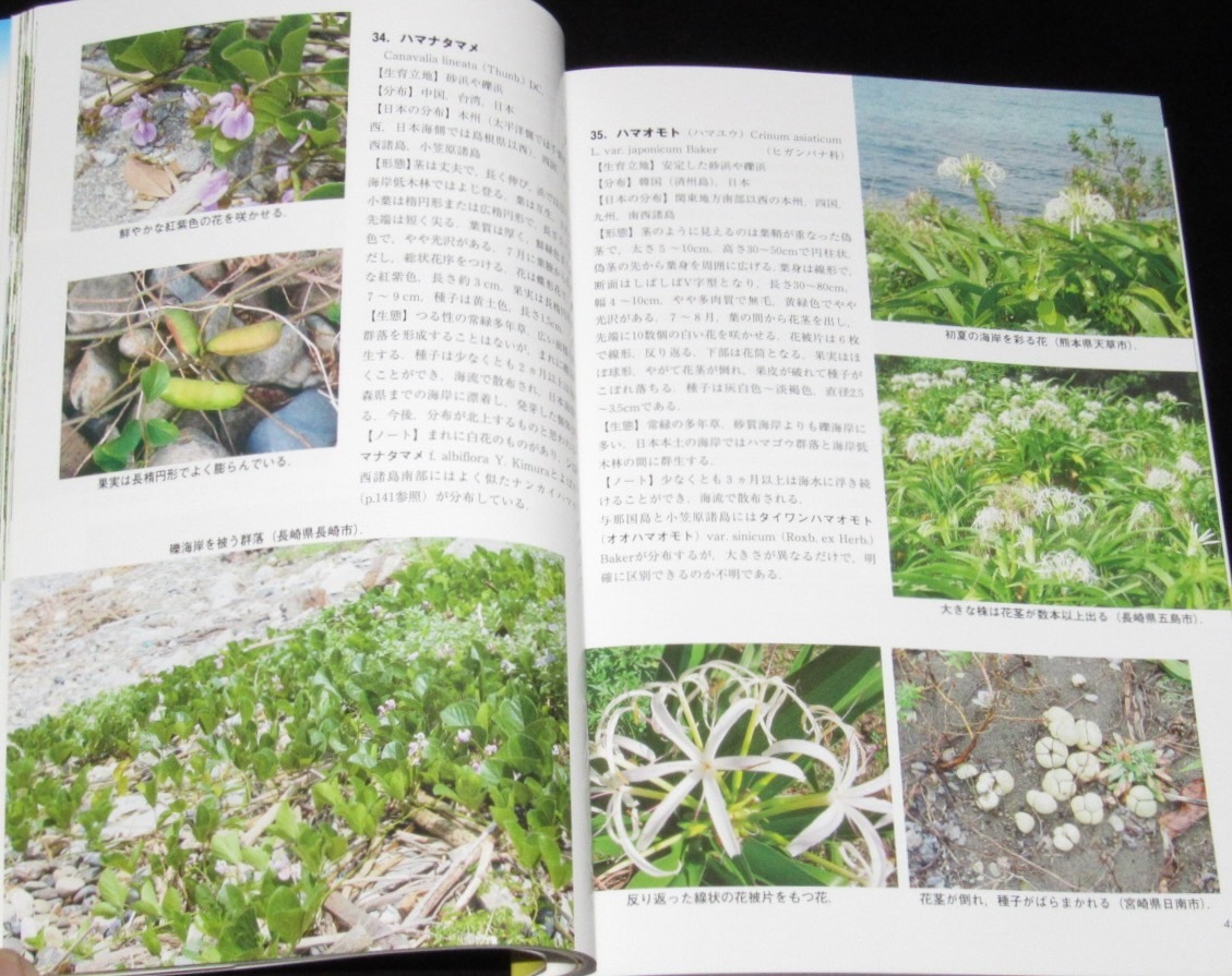 フィールド版 日本の海岸植物図鑑 中西弘樹 トンボ出版 2020年/海岸植物234種の画像4