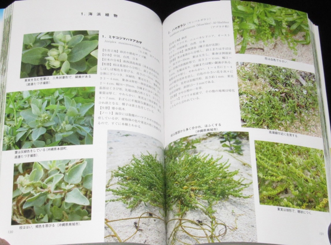 フィールド版 日本の海岸植物図鑑 中西弘樹 トンボ出版 2020年/海岸植物234種の画像5