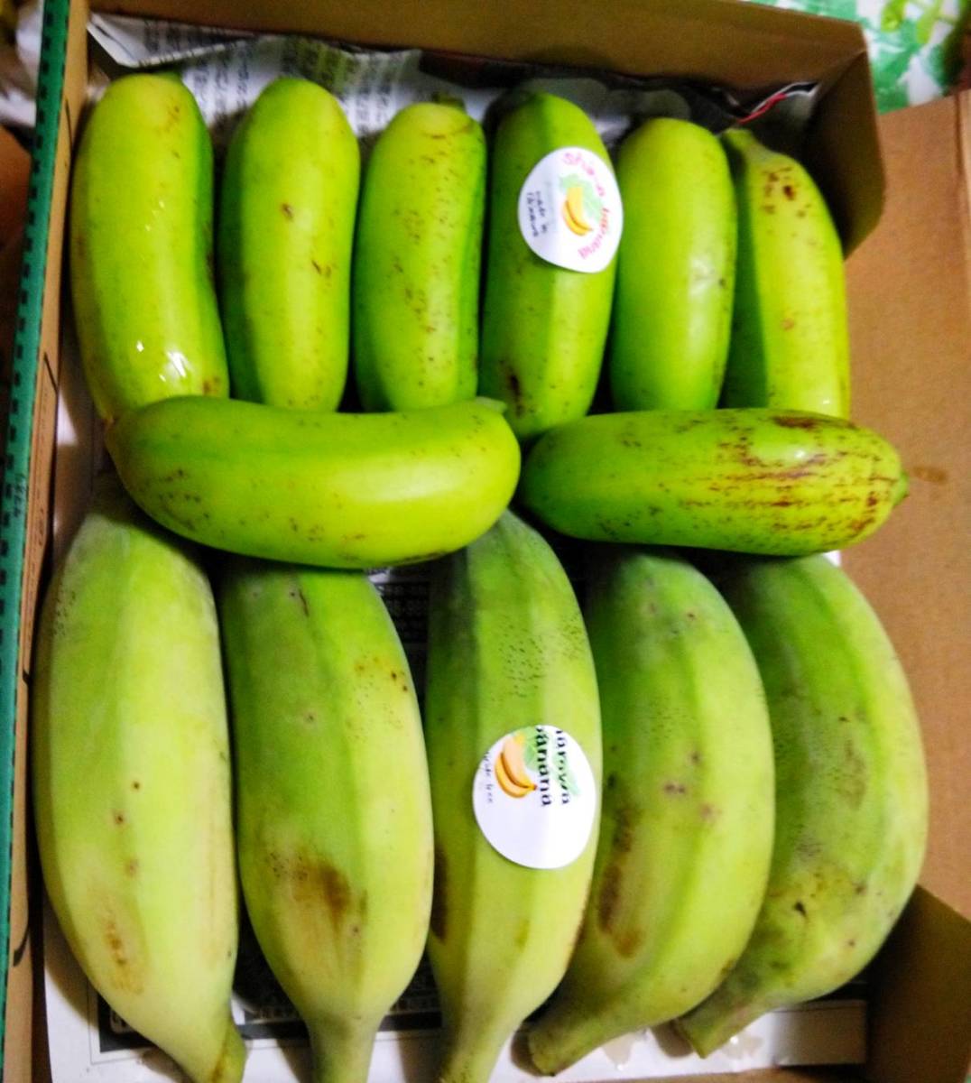 沖縄本島北部やんばる産　「島バナナ」「アップルバナナ」バナナセット！_画像4