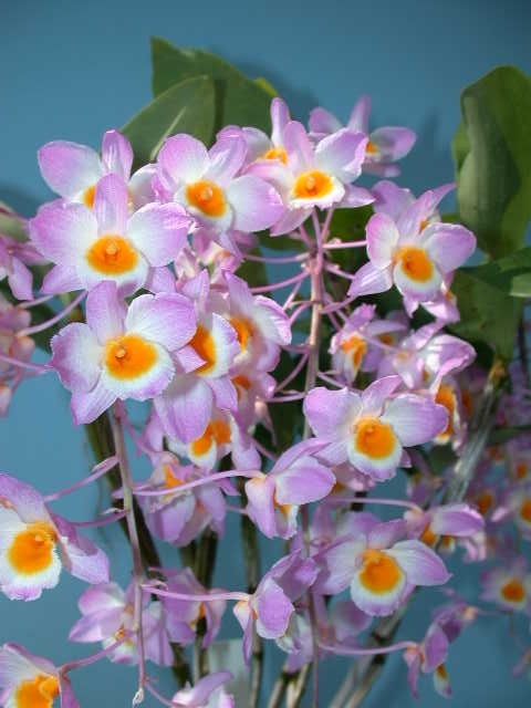 T♪当園最新実生　洋蘭　即決　Dendrobium moniliforme x Rosy Cluster その1 　　 洋ラン_画像1