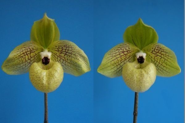 T♪洋蘭 Paphiopedilum malipoense x sib.　( 'Funing' x 'Tenpou' ) 　２株セット　Wonderland系 　 パフィオ　 洋ラン_画像1