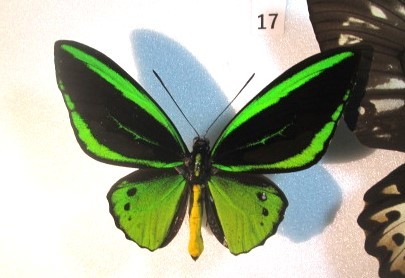 蝶標本　メガネトリバネアゲハ　⑰　インドネシア　産　1ペア　_♂