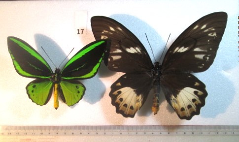 蝶標本　メガネトリバネアゲハ　⑰　インドネシア　産　1ペア　_画像1