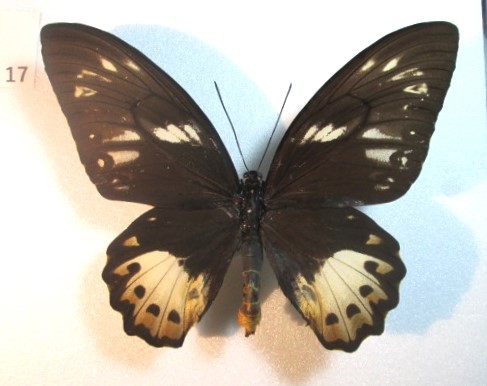 蝶標本　メガネトリバネアゲハ　⑰　インドネシア　産　1ペア　_♀