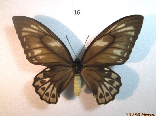 蝶標本 　アオメガネトリバネアゲハ　⑯　ソロモン産　１ペア　_♀