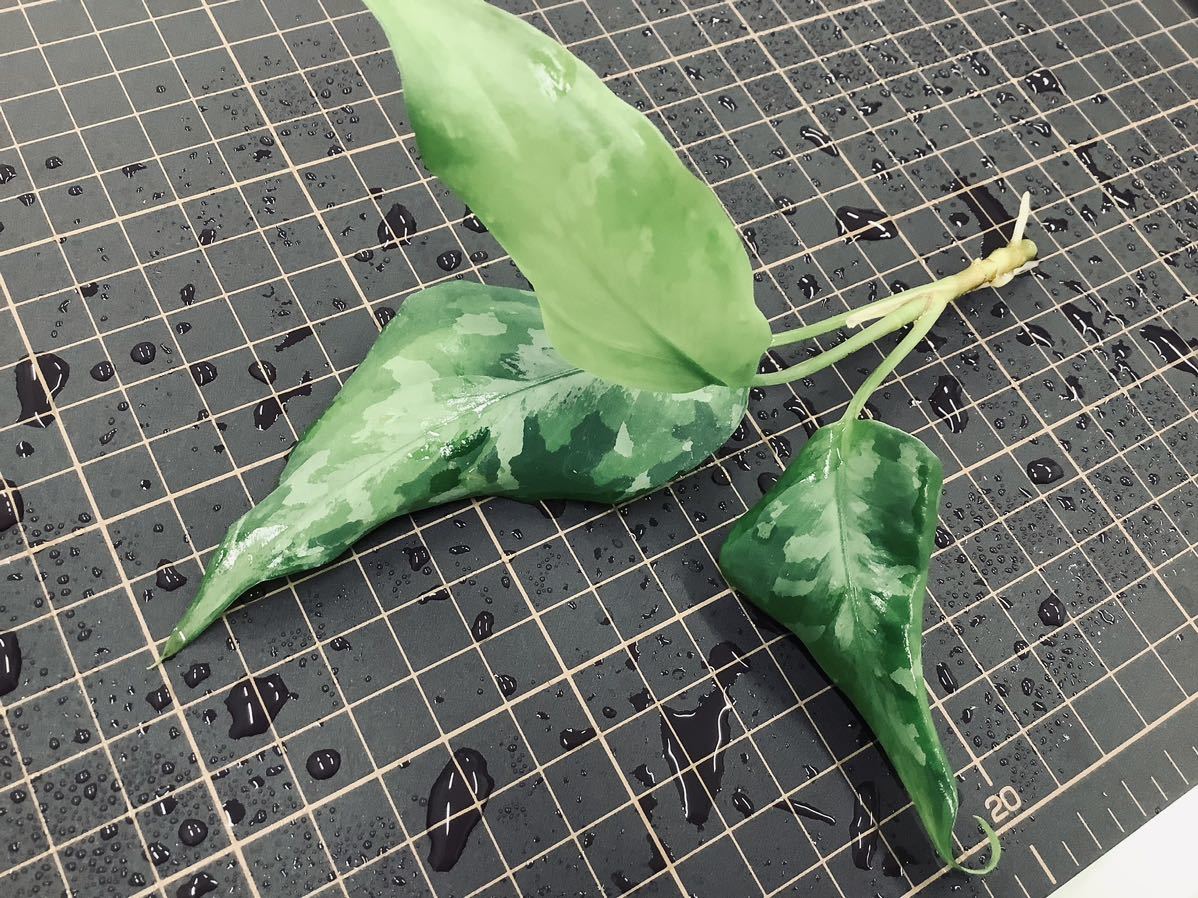 Aglaonema pictum tricolor【LA0216-03i】 アグラオネマ 希少トリカラー LA便 厳選良株_出品株になります。