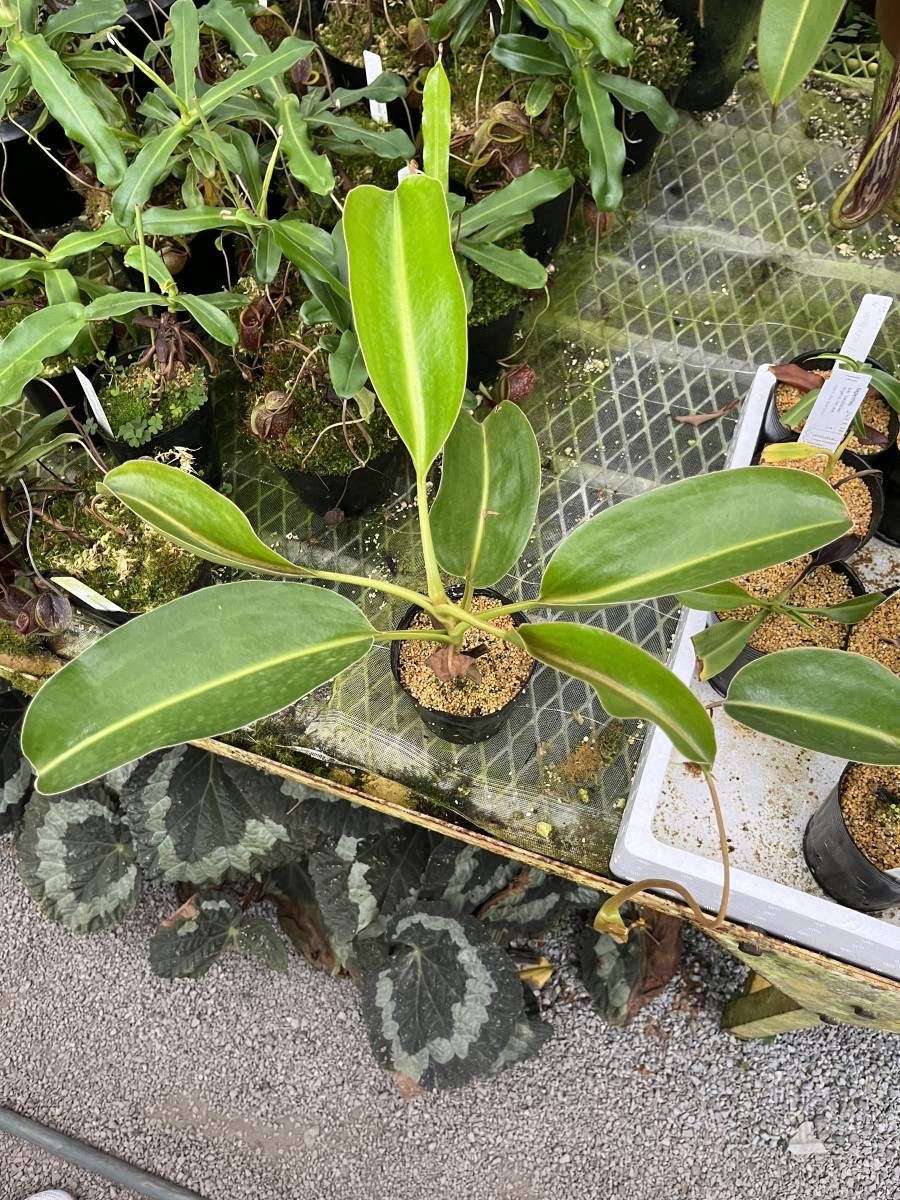 （食虫植物）Nepenthes lowii Mt.Trusmadi ネペンテス　ローウィー　トルスマディ産_画像2