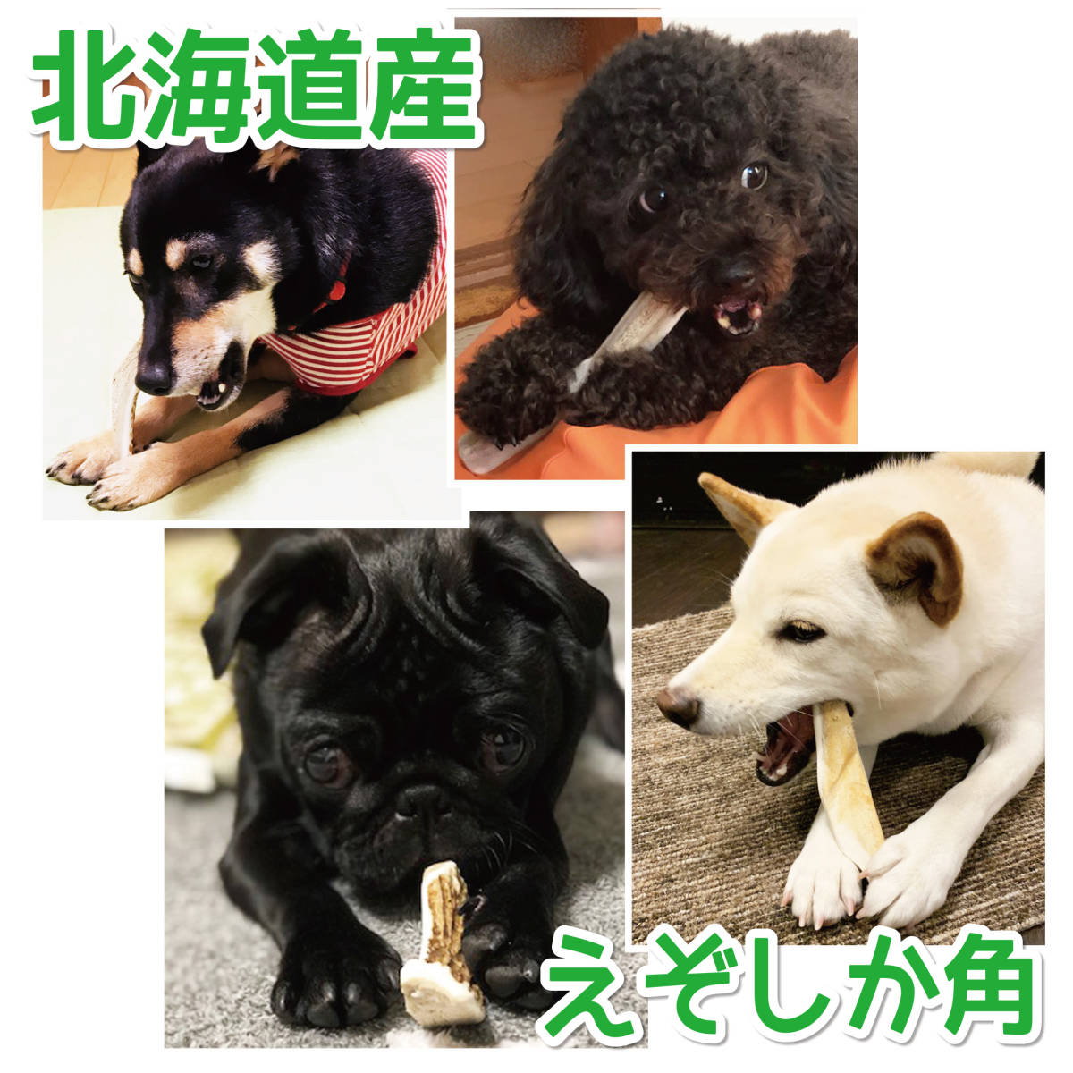 ■ 小～中型犬用 ■ 根元部分 四半割り 2本セット ■ 天然 北海道産 蝦夷鹿の角 ■ 犬のおもちゃ ■ 無添加 エゾシカ ツノ 鹿の角 犬 29213_画像6