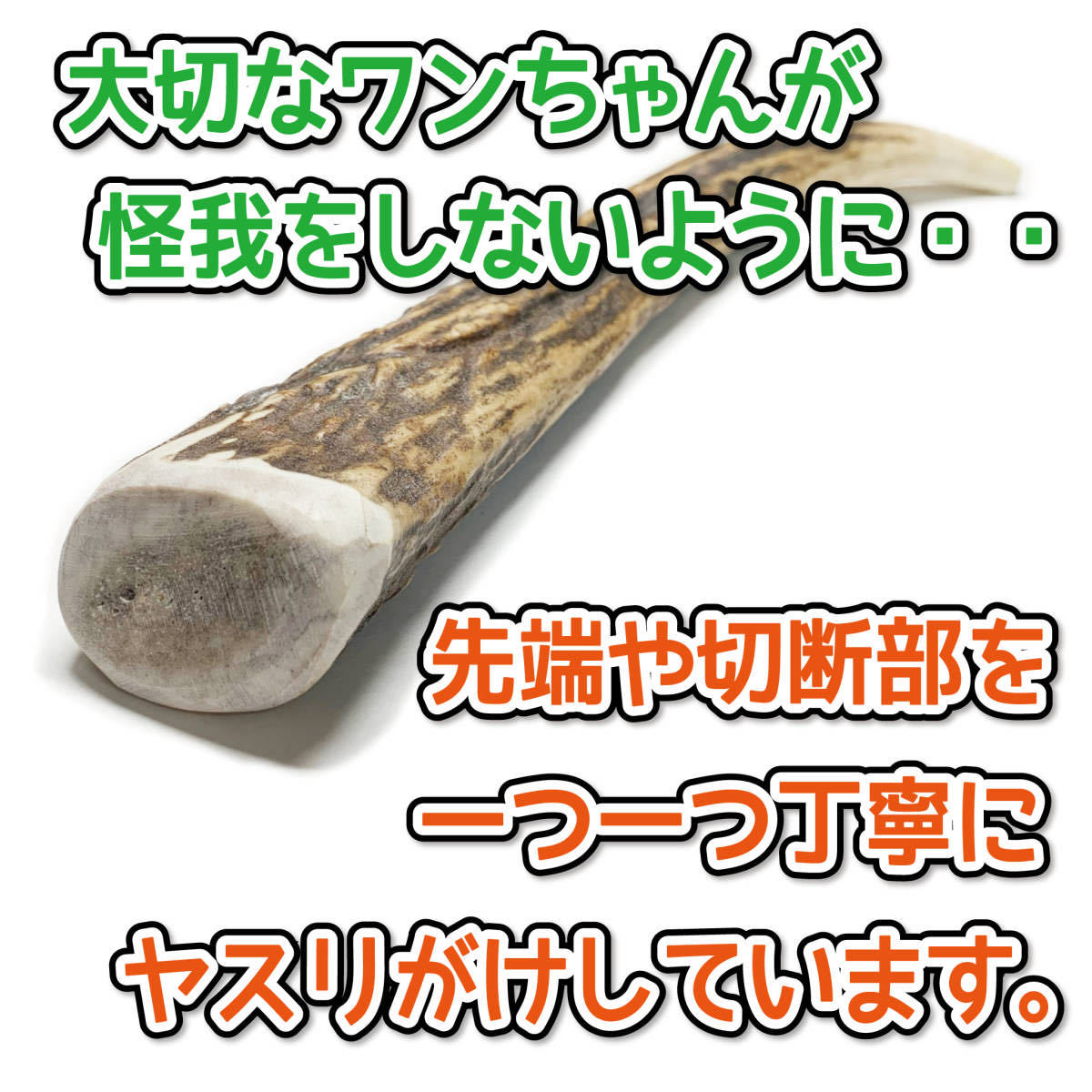 ■ 中型犬用 ■ 天然 北海道産 蝦夷鹿の角 ■ 1本 ■ 犬のおもちゃ ■ 無添加 エゾシカ ツノ 鹿の角 犬 31113_画像7