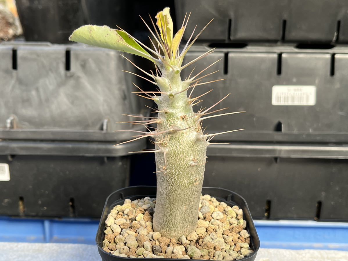 Pachypodium パキポディウム サンデルシー 実生 サボテン 塊根植物 多肉植物 s116_画像1