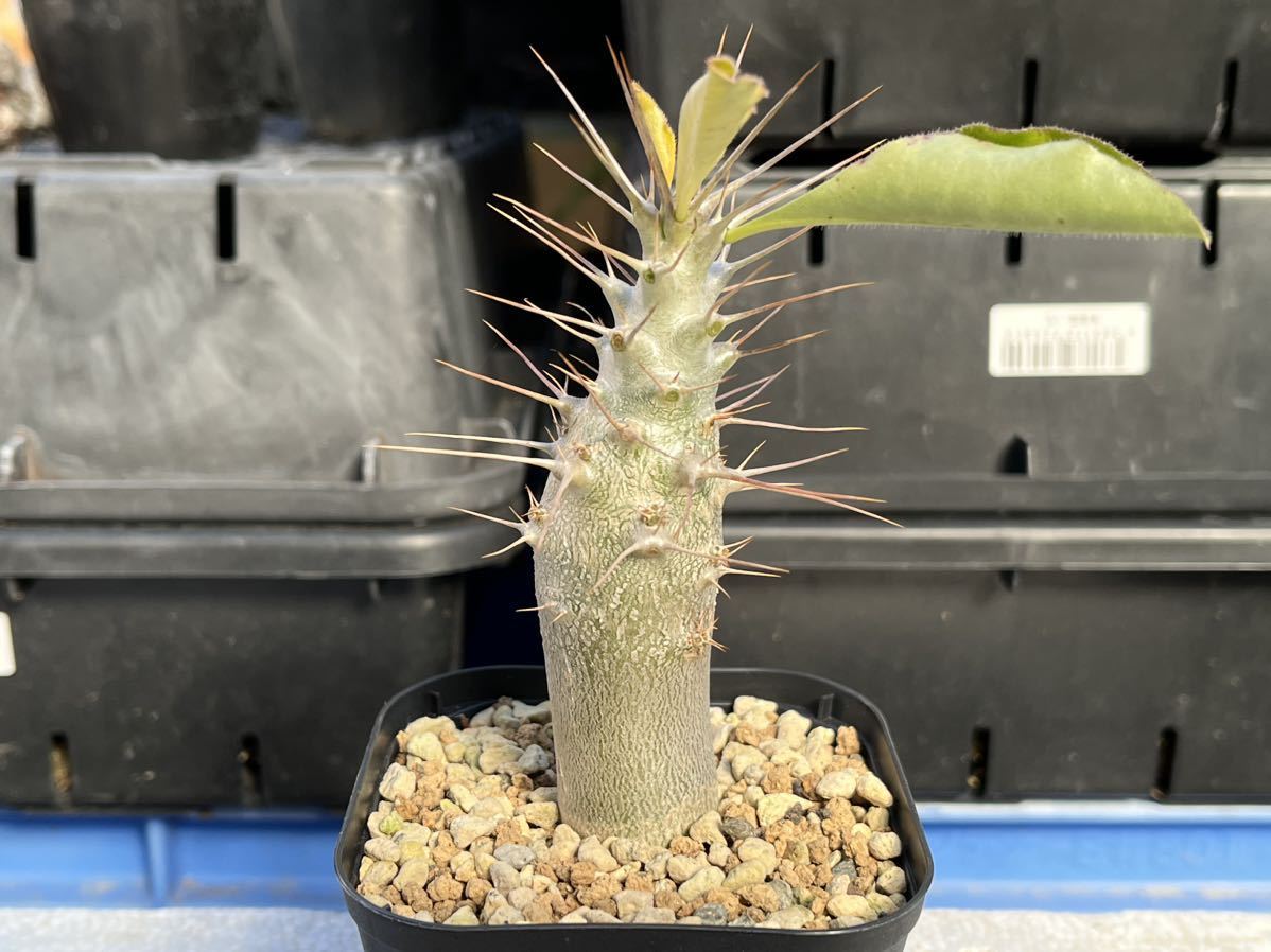 Pachypodium パキポディウム サンデルシー 実生 サボテン 塊根植物 多肉植物 s116_画像3